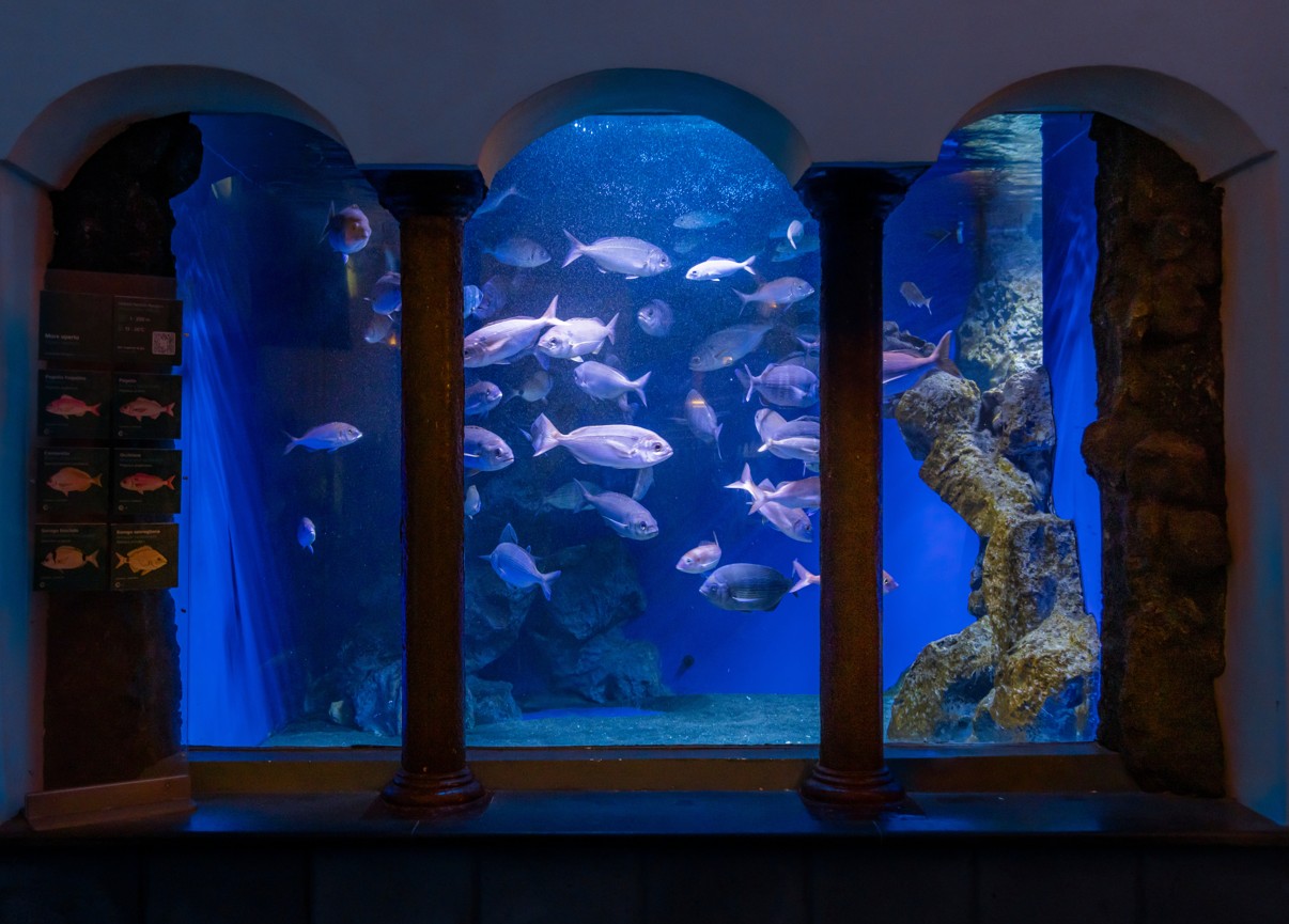 Aquarium Napoli_vasca